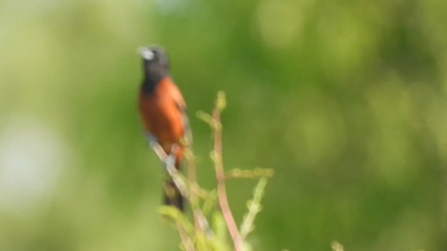 Orchard Oriole - ML447652021
