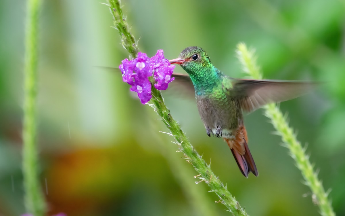 Rufous-tailed Hummingbird - ML447653591