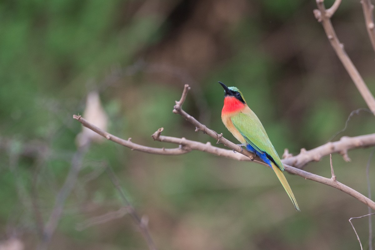 Red-throated Bee-eater - ML44765671