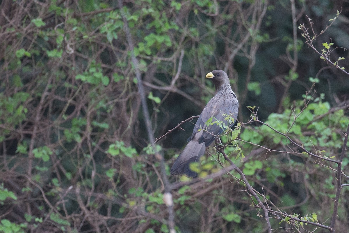 Turaco Gris Occidental - ML44765851
