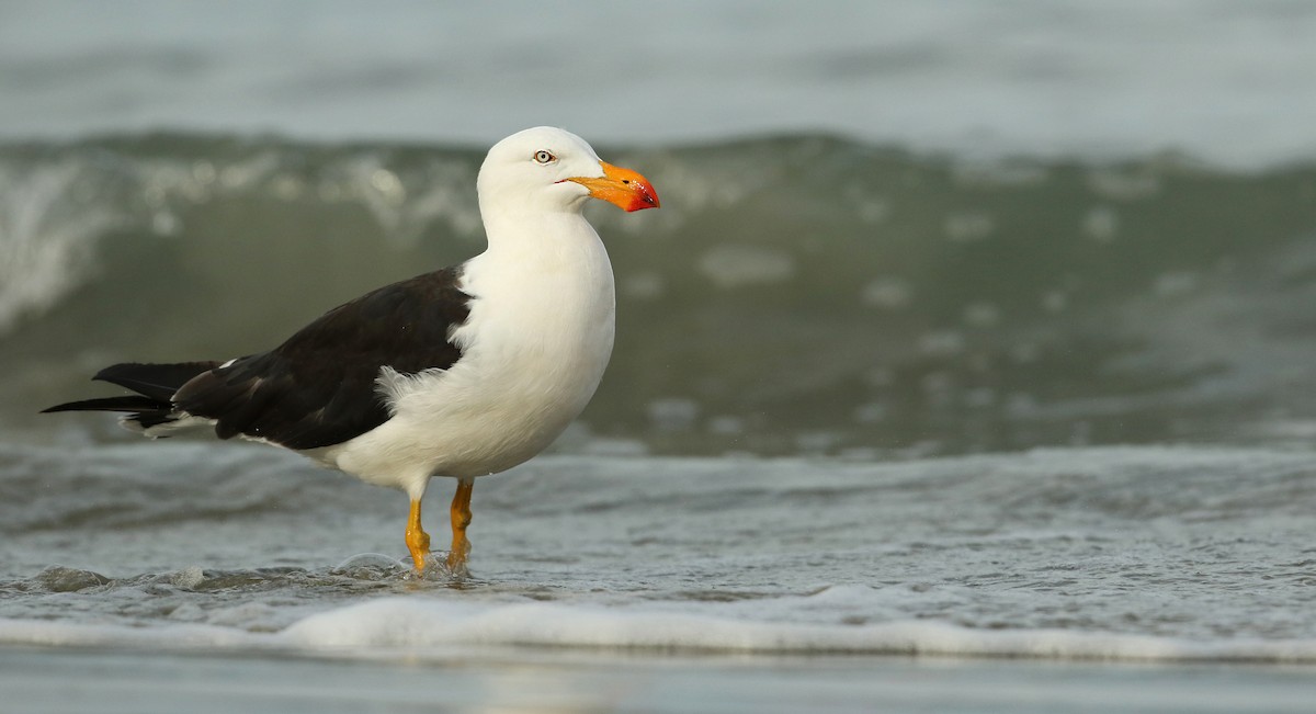 Pacific Gull - Luke Seitz