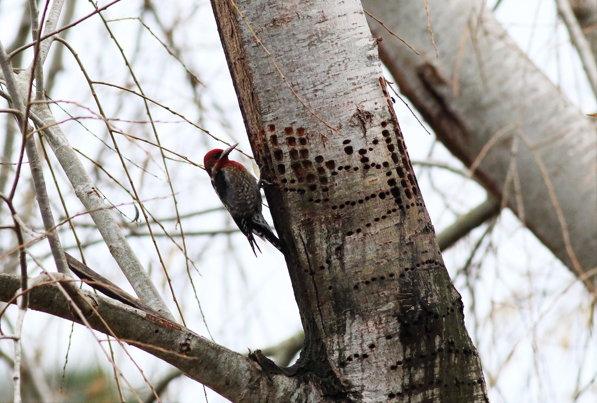 Red-breasted Sapsucker - ML44766331
