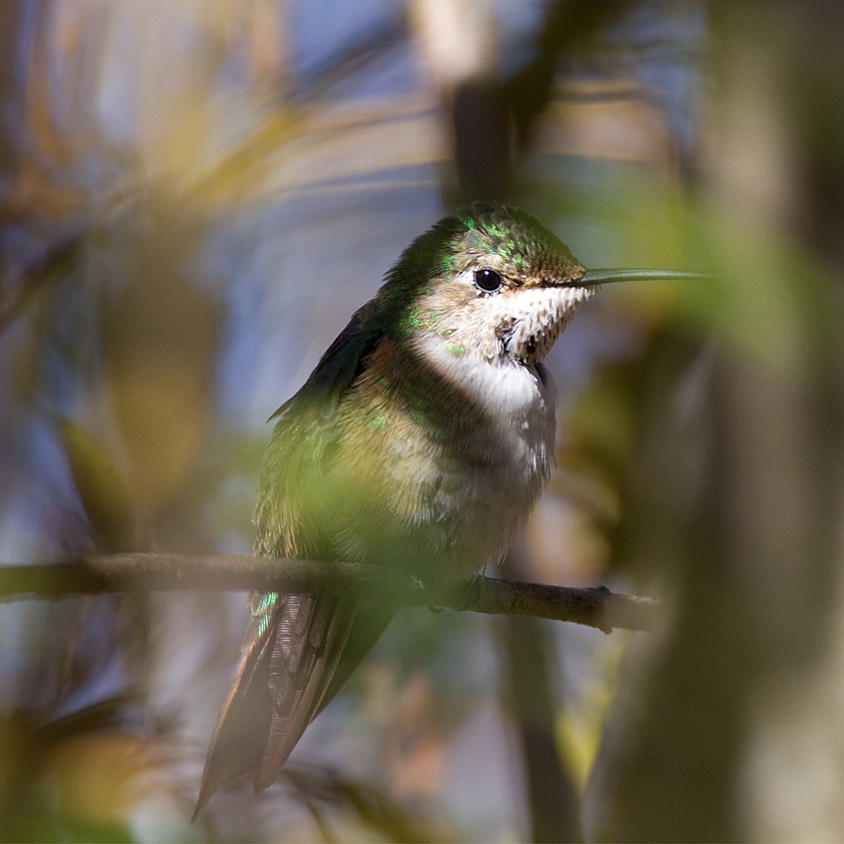 Broad-tailed Hummingbird - Dan Vickers