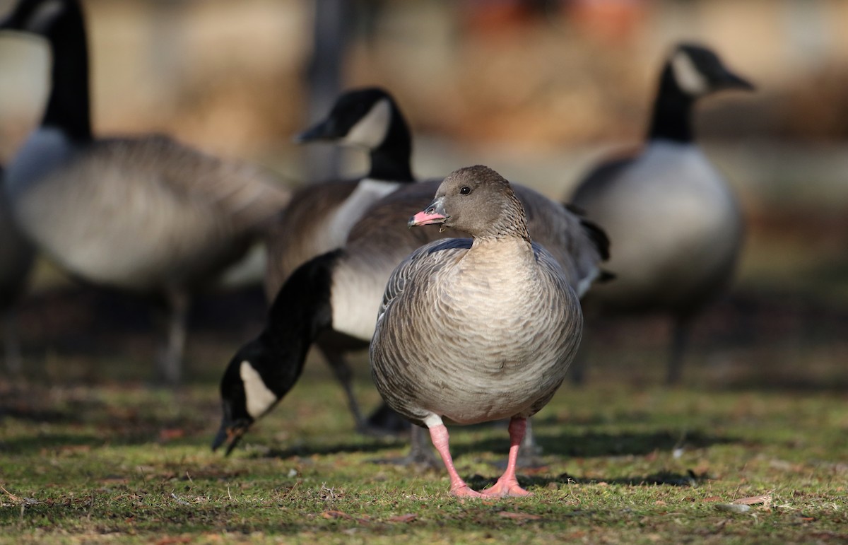 Pink-footed Goose - ML44766701