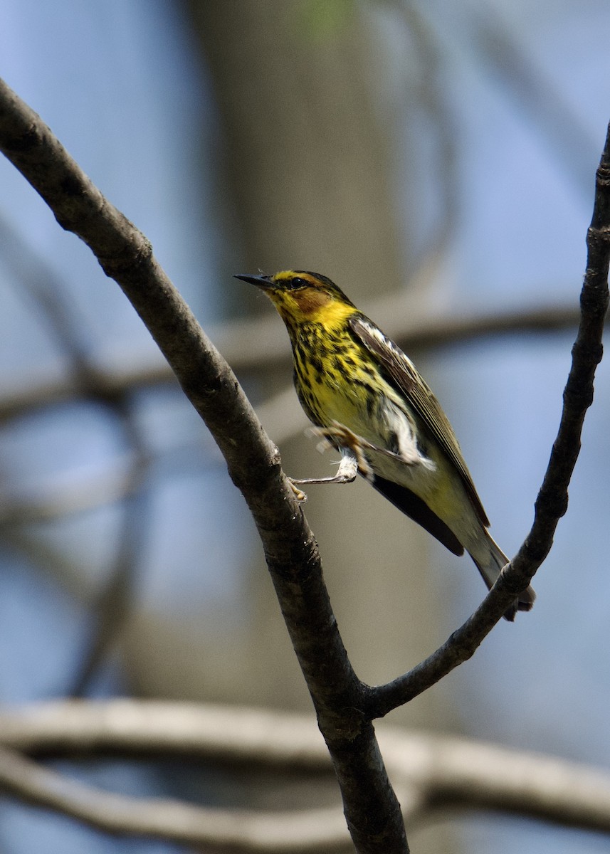 Cape May Warbler - ML447667251