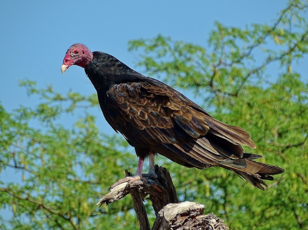 Turkey Vulture - ML44766771