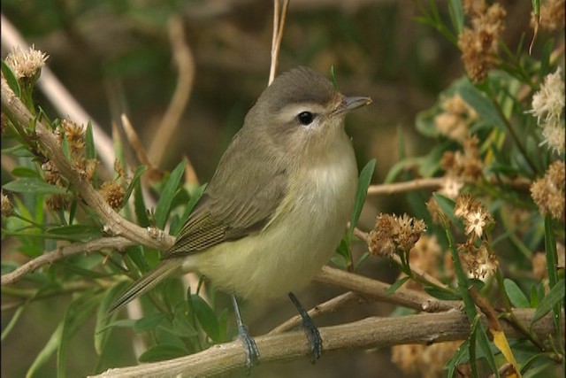  - Warbling Vireo (Western)