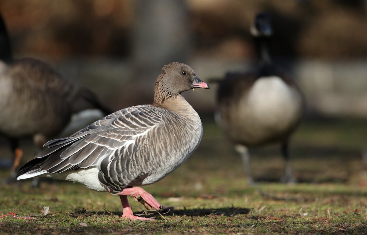 Pink-footed Goose - ML44766931