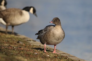 Pink-footed Goose, ML44766971