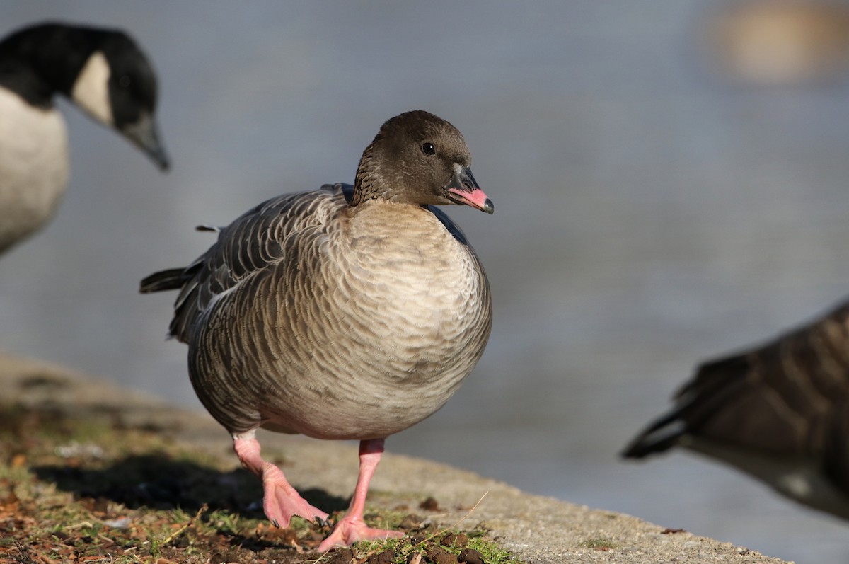 Pink-footed Goose - ML44767241