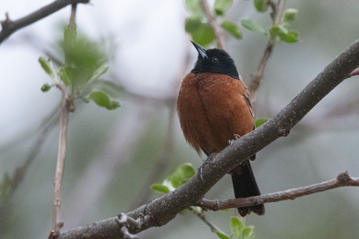 Orchard Oriole - ML447672661