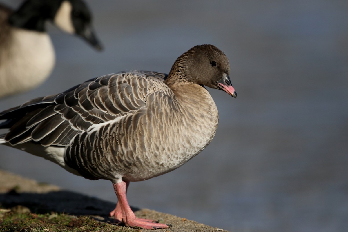 Pink-footed Goose - ML44767421