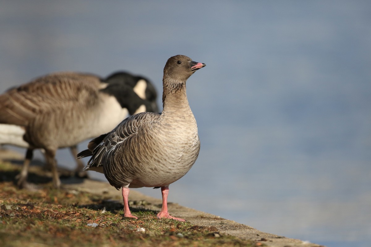 Pink-footed Goose - ML44767471