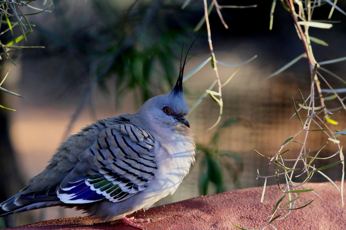 Crested Pigeon - ML44767921