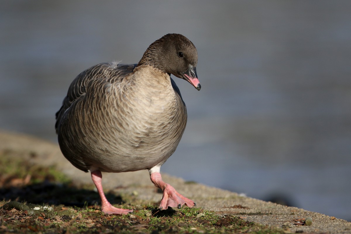 Pink-footed Goose - ML44768301