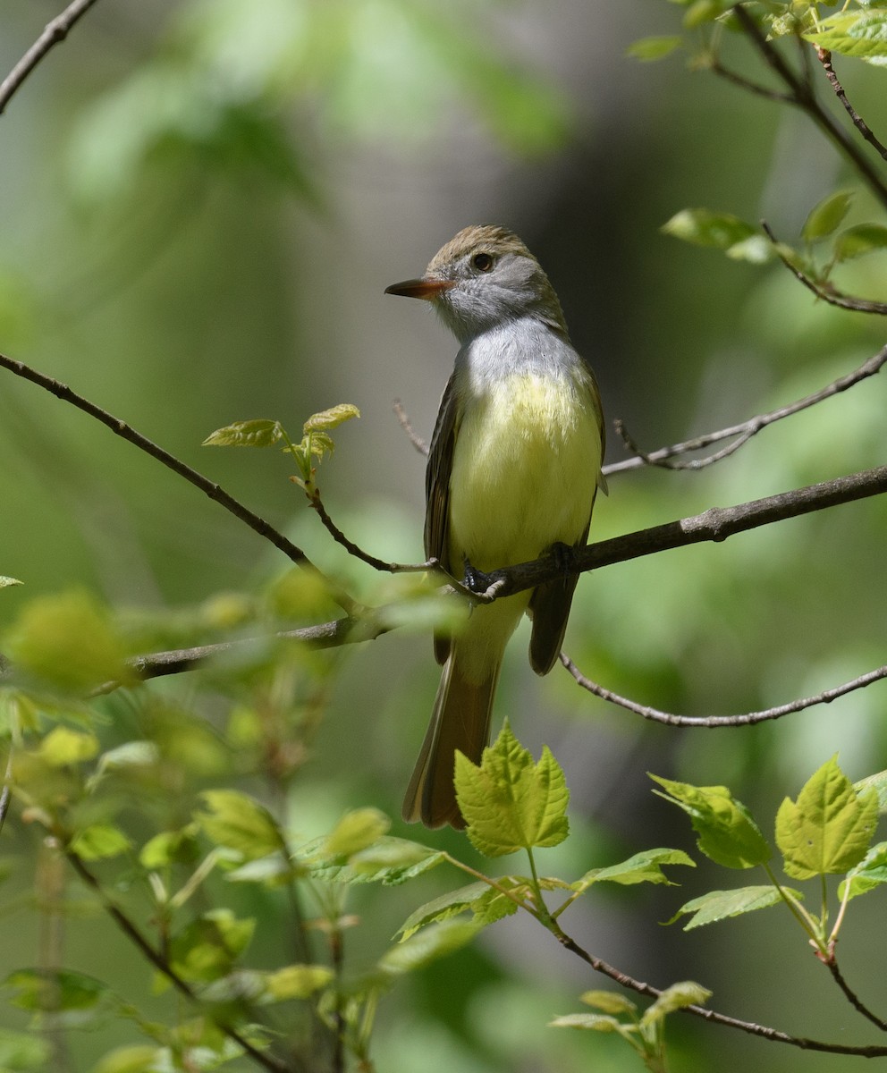 Great Crested Flycatcher - ML447683791