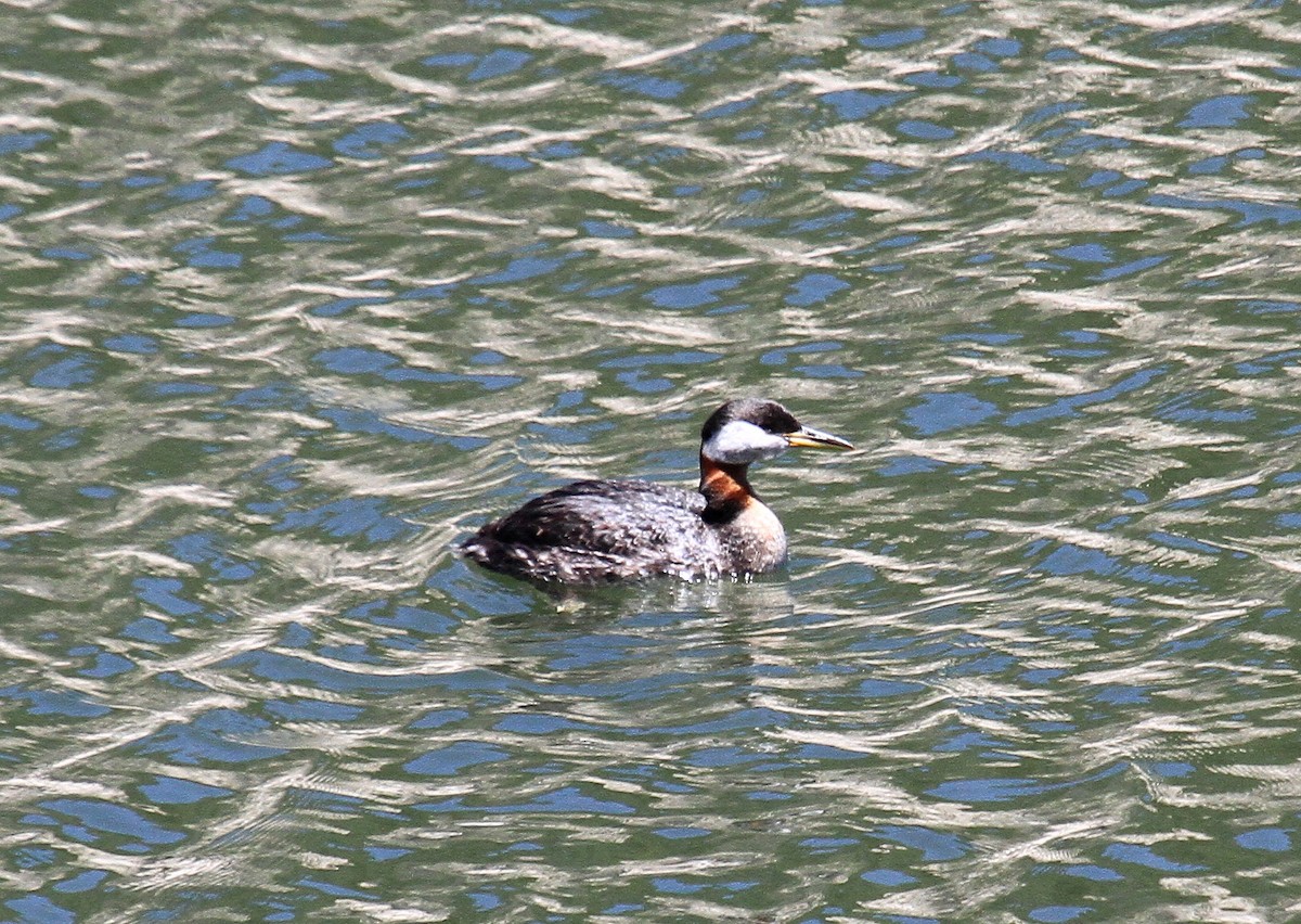Red-necked Grebe - ML447687831