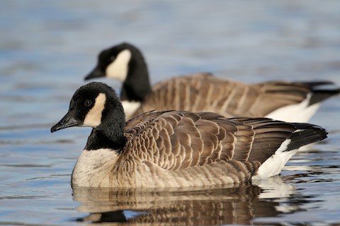 Canada Goose - eBird