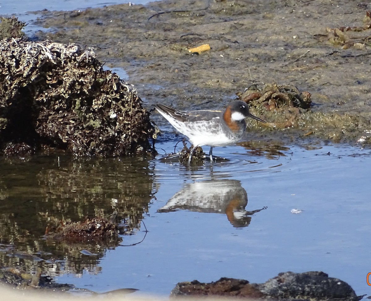 Red-necked Phalarope - connie cloud