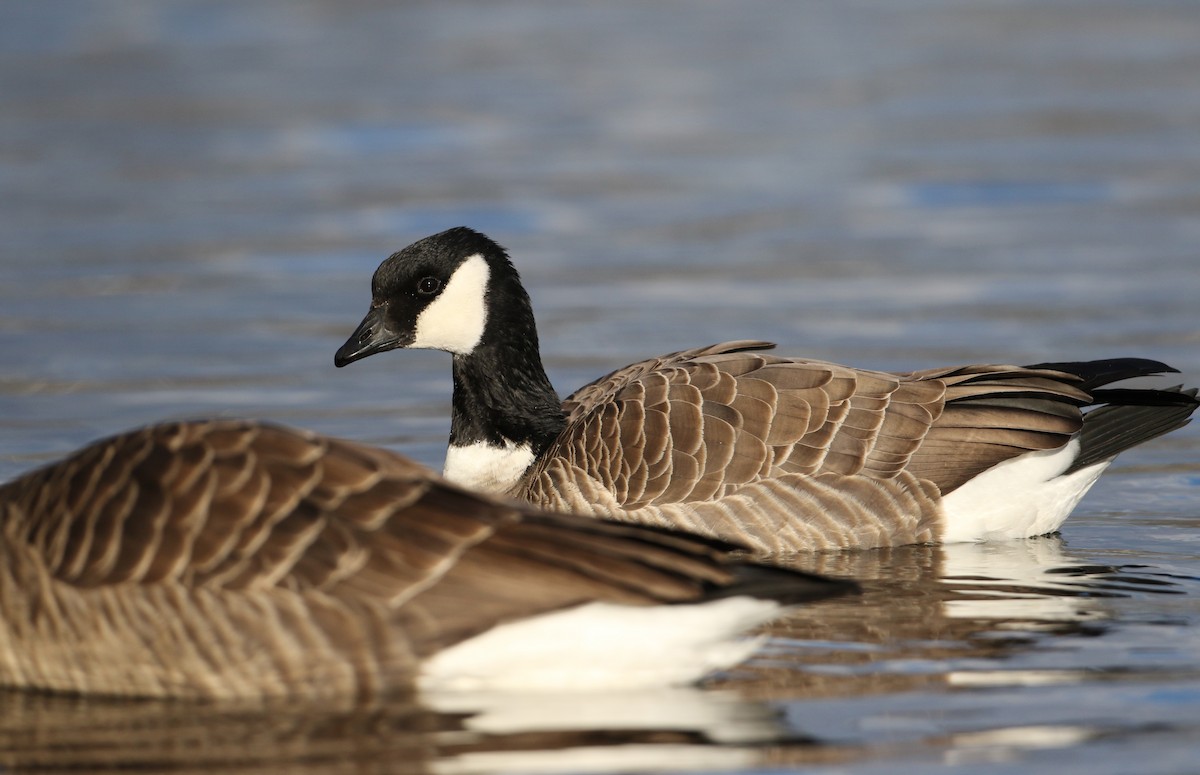 Cackling Goose (Richardson's) - ML44769741