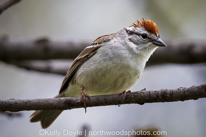 Chipping Sparrow - ML447701941