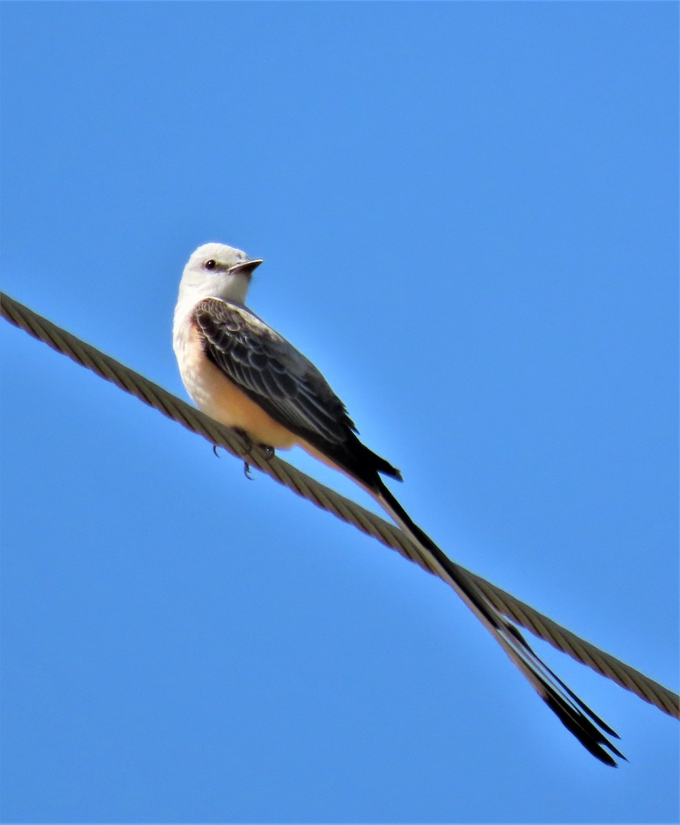 Scissor-tailed Flycatcher - Robin Wolcott