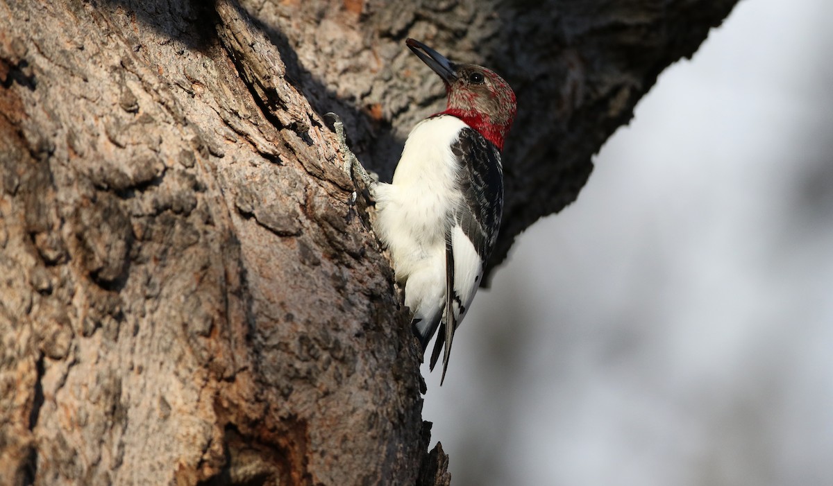 Red-headed Woodpecker - ML44770601