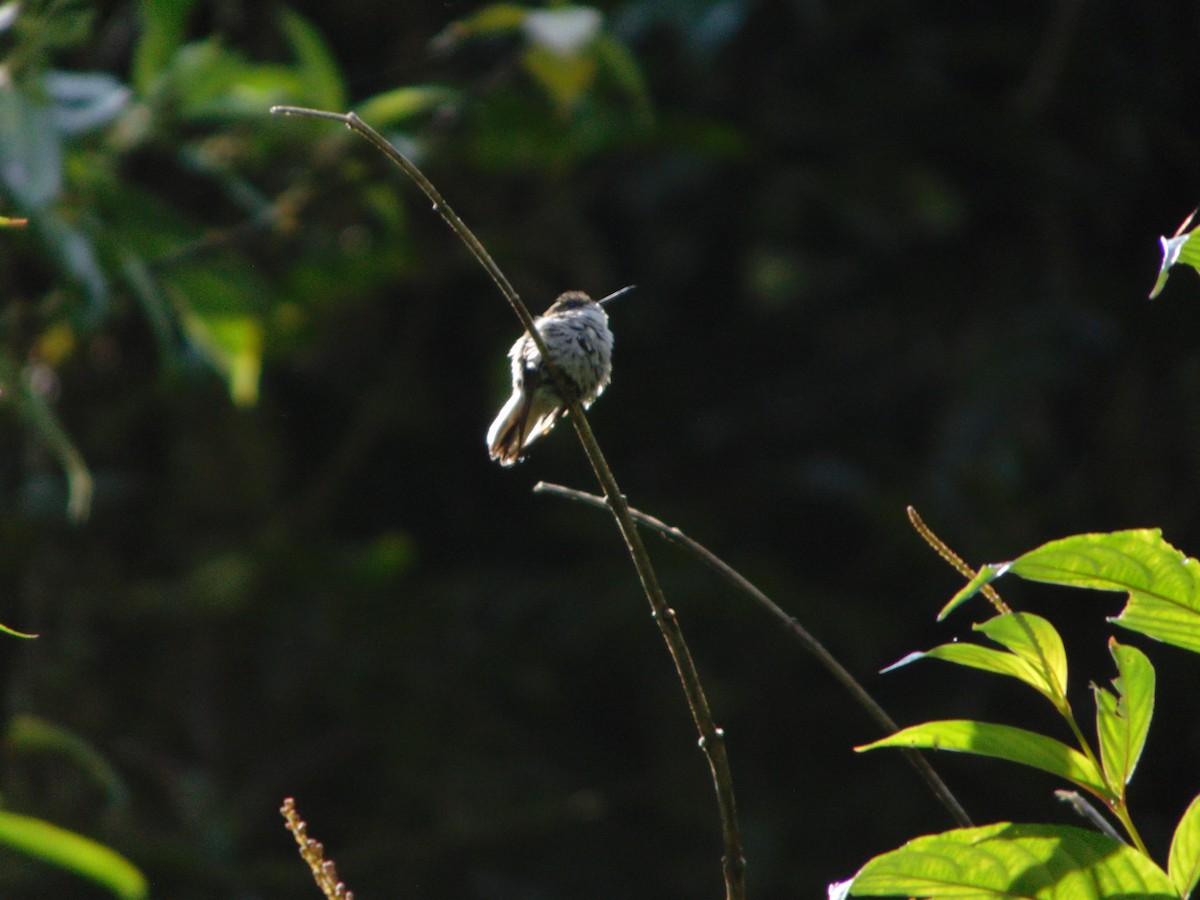 Black-bellied Hummingbird - ML447707151
