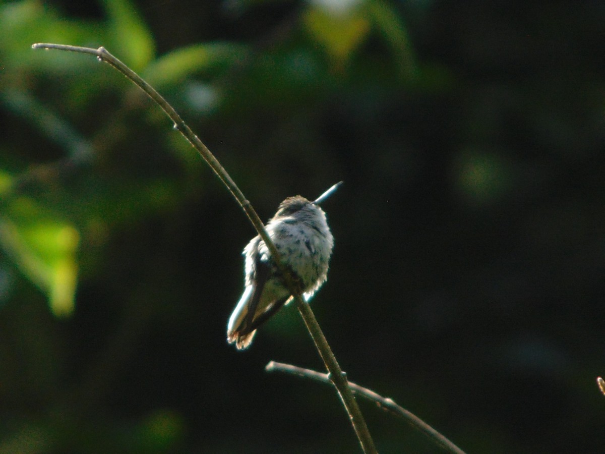 Black-bellied Hummingbird - ML447707161