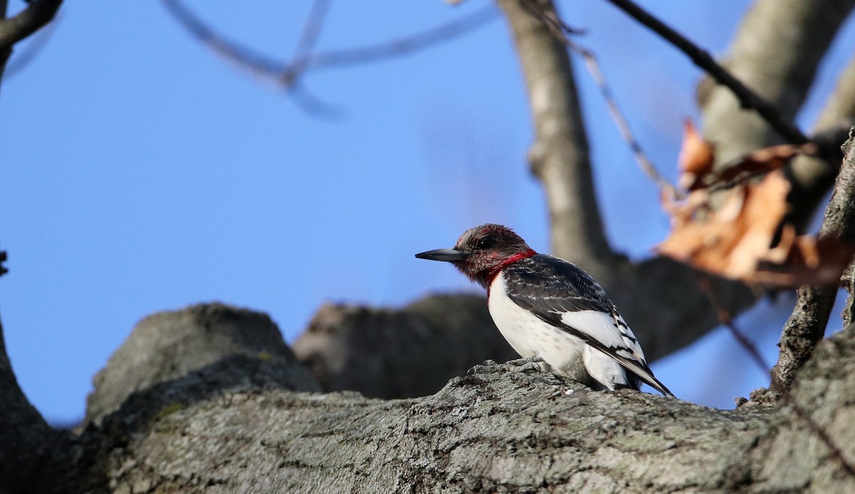 Red-headed Woodpecker - ML44770721