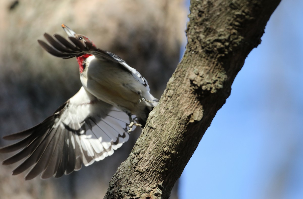 Red-headed Woodpecker - ML44770751