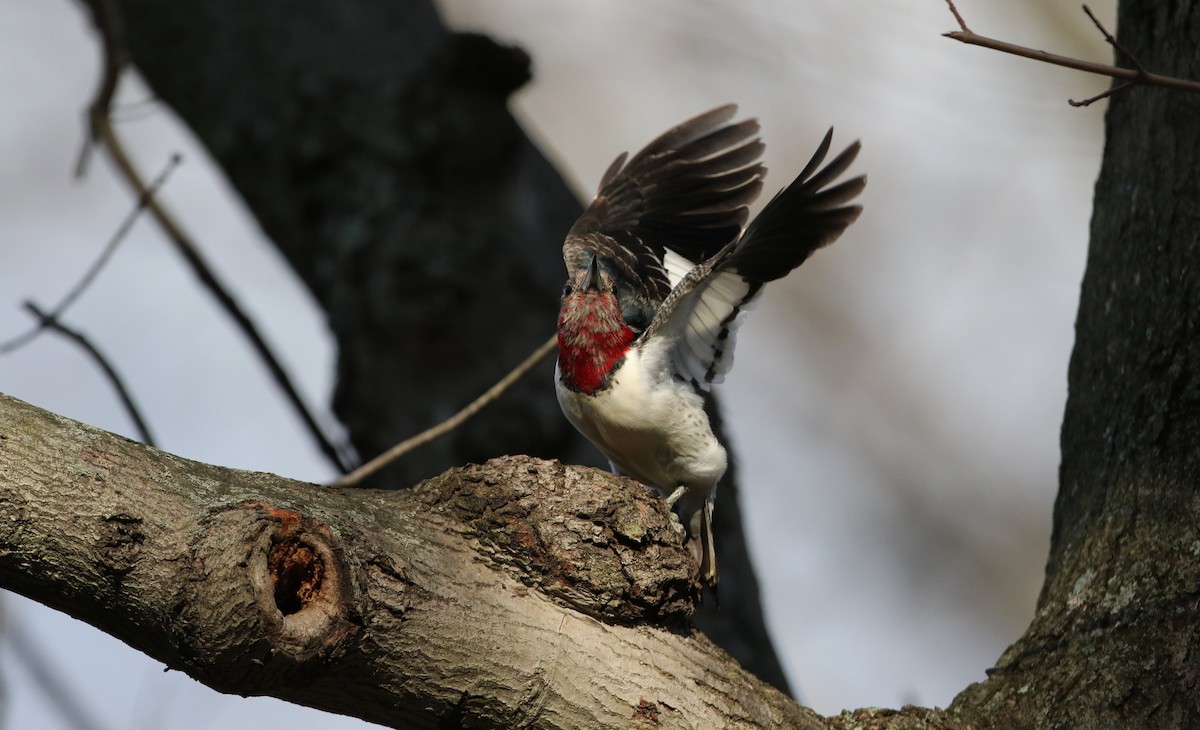 Red-headed Woodpecker - ML44770871