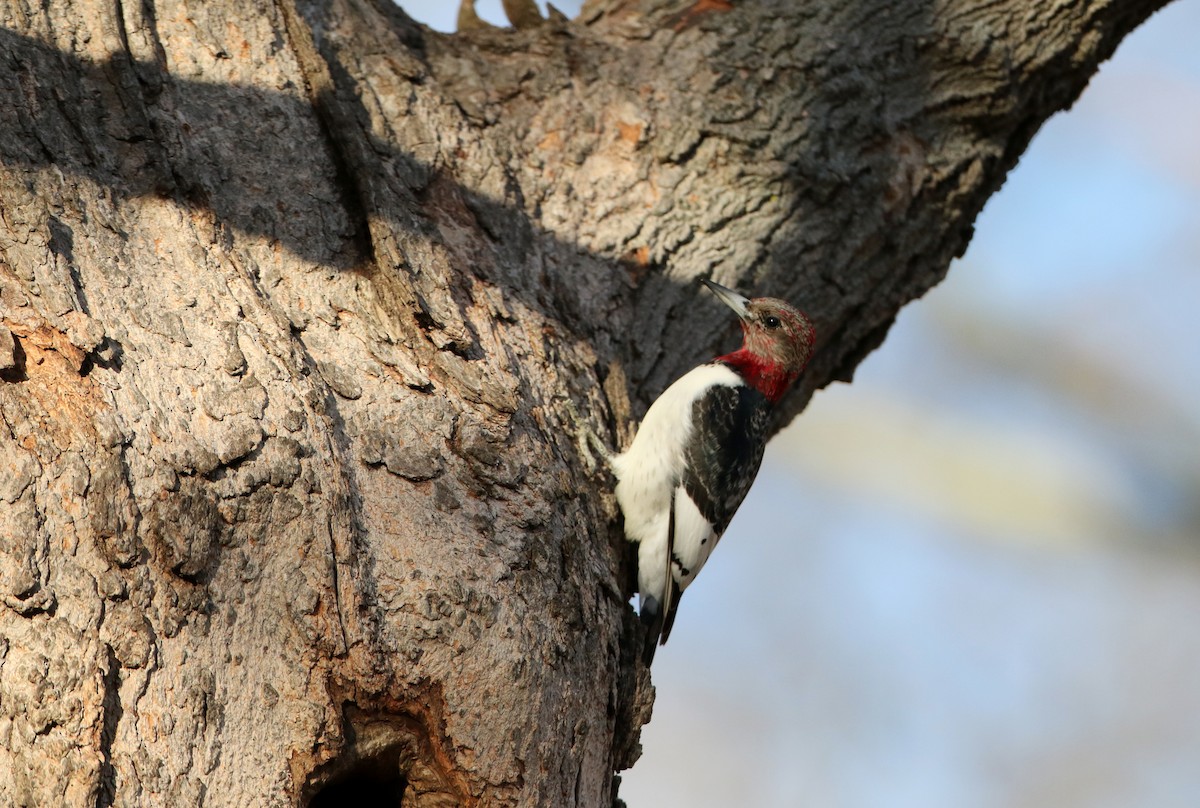 Red-headed Woodpecker - ML44770901