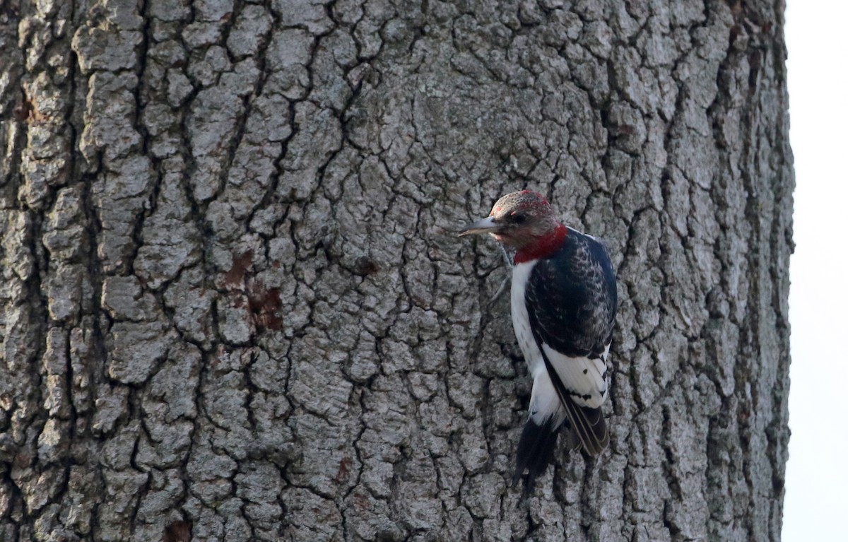 Red-headed Woodpecker - ML44771171