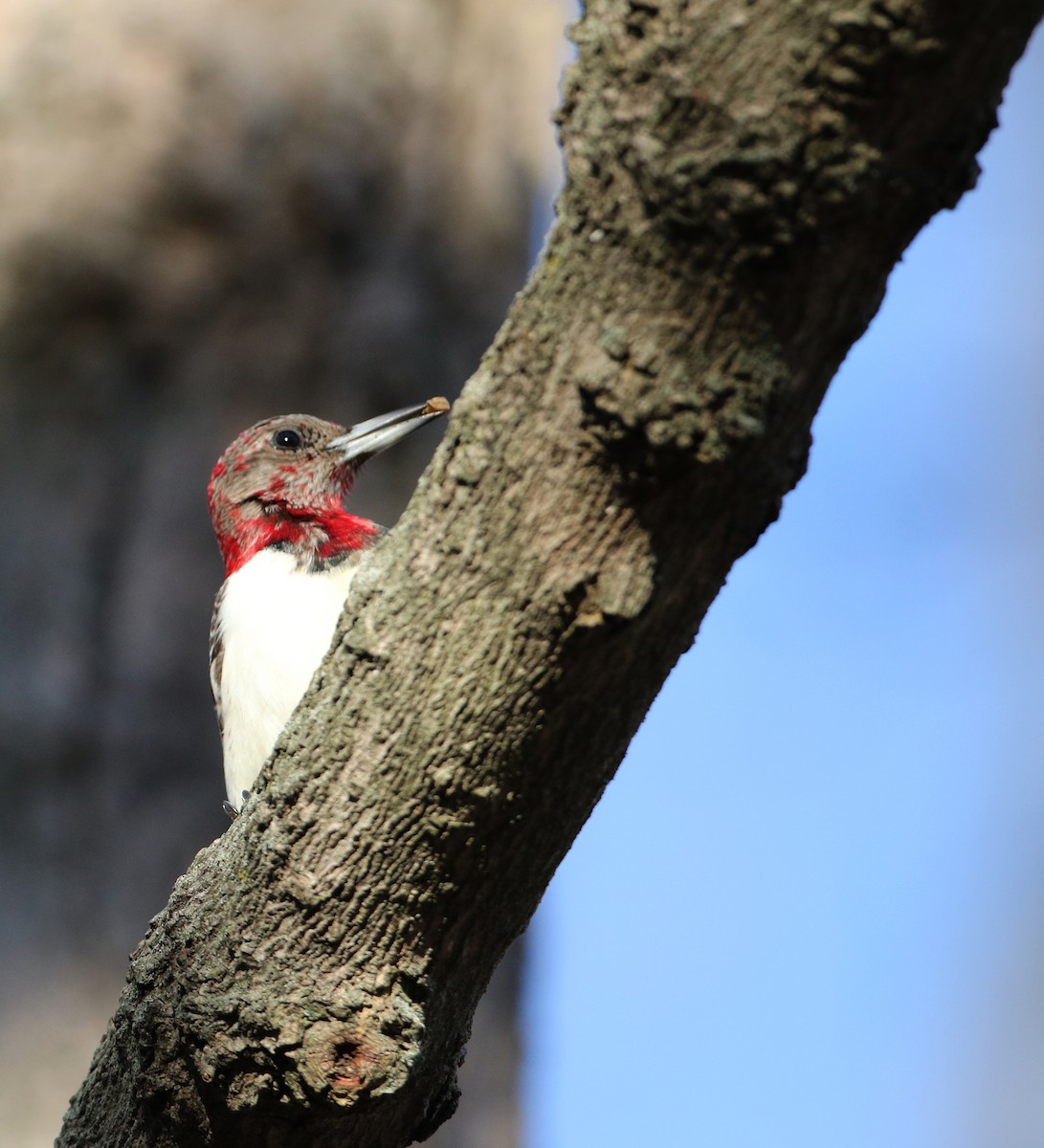 Red-headed Woodpecker - ML44771261