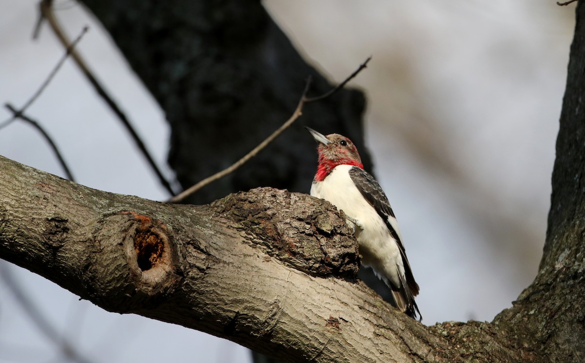 Red-headed Woodpecker - ML44771371