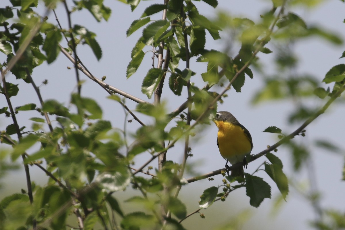 Yellow-breasted Chat - ML447713981