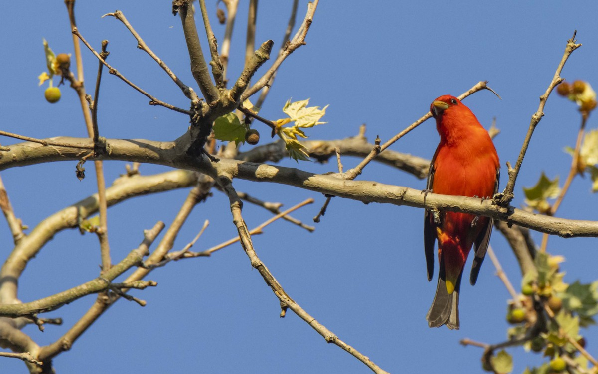Scarlet Tanager - ML447714141