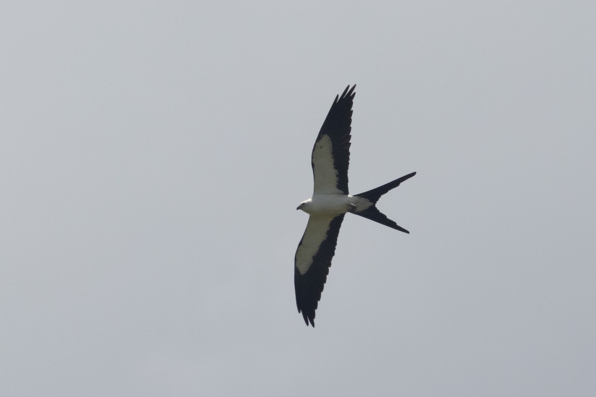 Swallow-tailed Kite - ML447714771