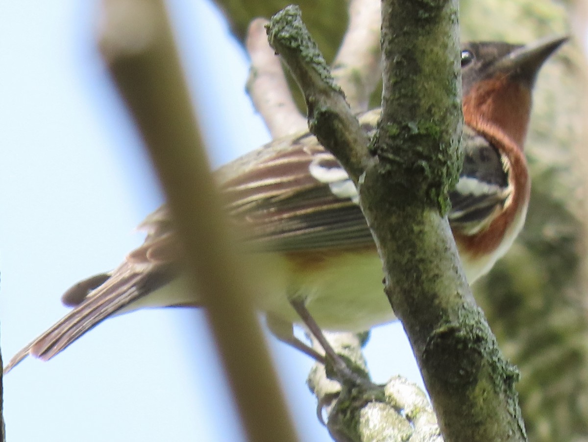 Bay-breasted Warbler - ML447718531