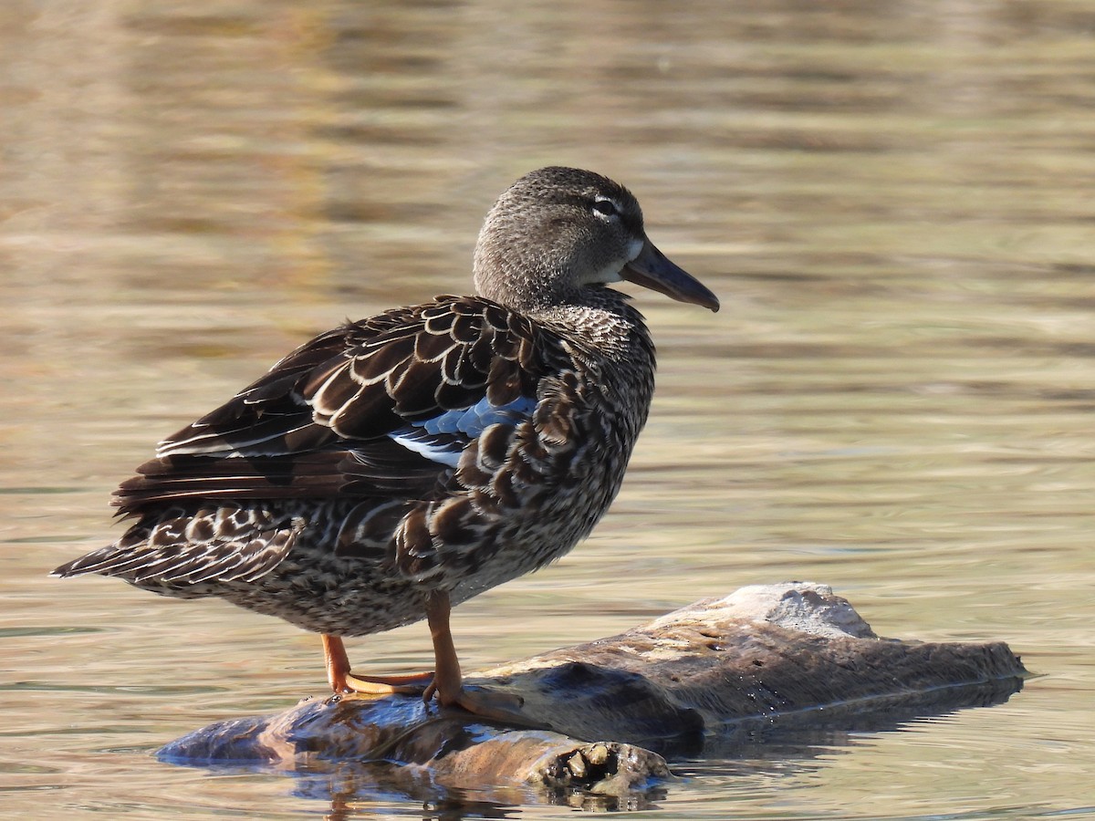 Blue-winged Teal - ML447722911