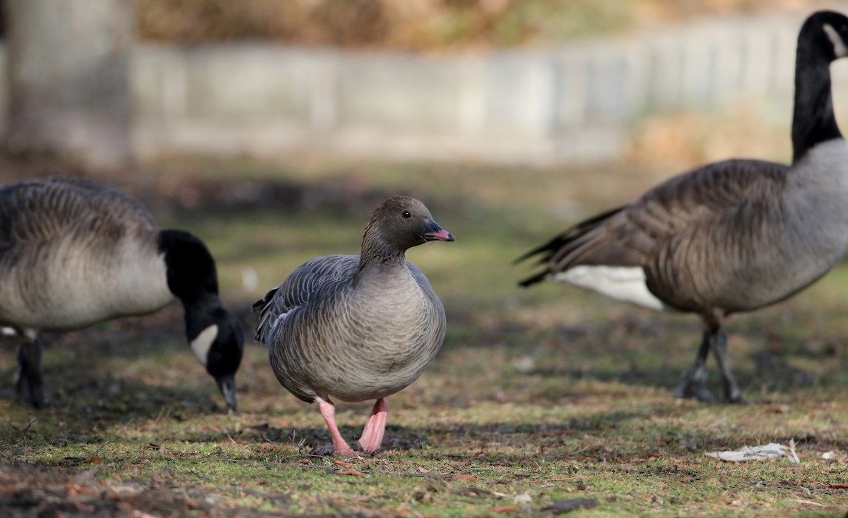 Pink-footed Goose - ML44772311