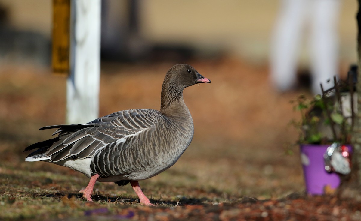 Pink-footed Goose - Jay McGowan