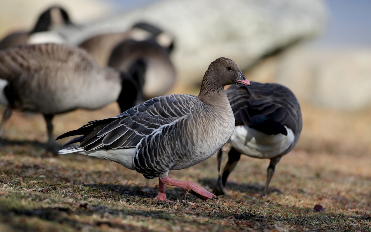 Pink-footed Goose - ML44772391