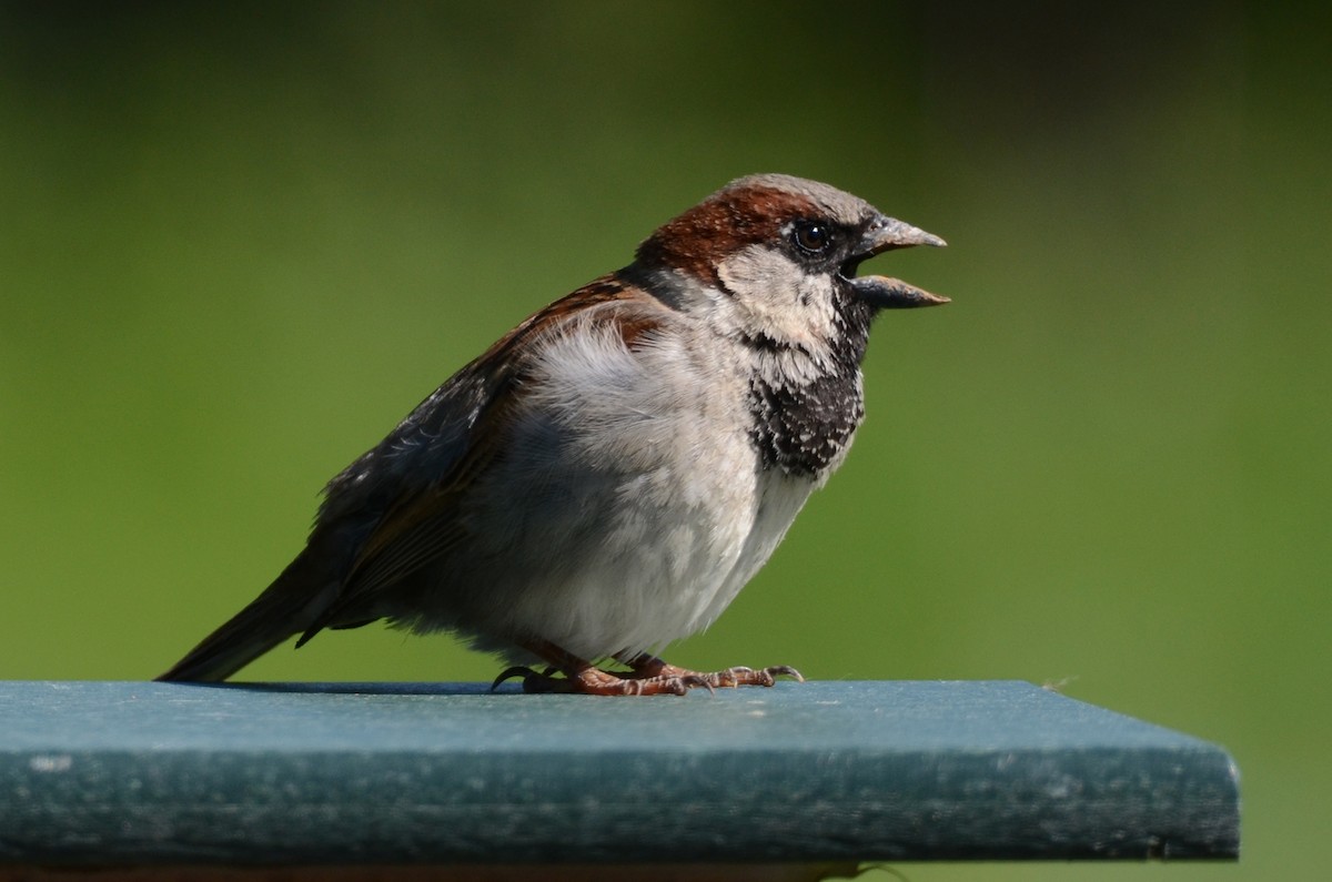 House Sparrow - Chris Crowe