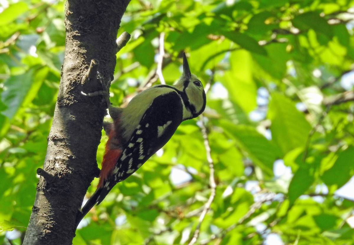 Great Spotted Woodpecker - kas dumroese