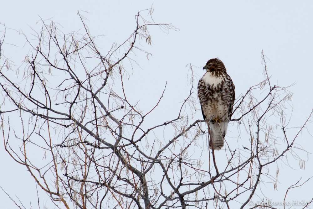 Red-tailed Hawk - ML44773421