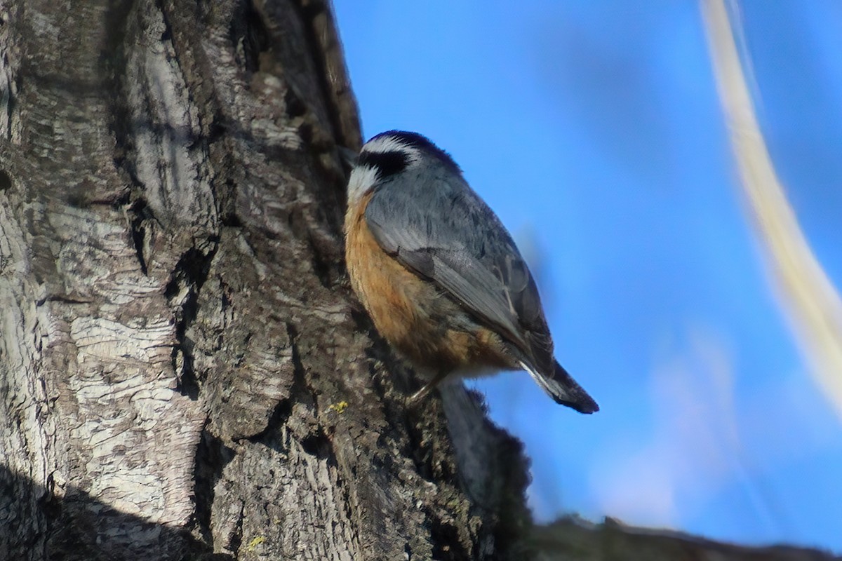 Red-breasted Nuthatch - ML447743691