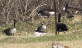 Cackling Goose, ML44774381