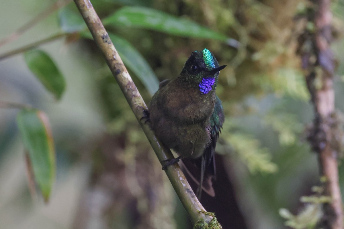 Violet-tailed Sylph - ML447749401